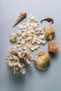 Seashells, sea horse, coral on a gray background, flatplay. texture of seashells. place for text. vertical image Royalty Free Stock Photo