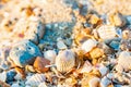 Seashells on the sea sand, closeup, marine texture