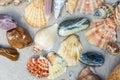 Seashells, sea stars, coral and stones on the sand, summer beach sea background travel concept Royalty Free Stock Photo
