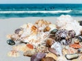 Seashells, sea stars, coral and stones on the sand, summer beach sea background travel concept Royalty Free Stock Photo