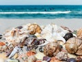 Seashells, sea stars, coral and stones on the sand, summer beach sea background travel concept Royalty Free Stock Photo