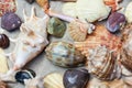 Seashells, sea stars, coral and stones on the sand, summer beach sea background travel concept Royalty Free Stock Photo