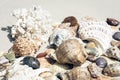 Seashells, sea stars, coral and stones on the sand, summer beach background travel concept with copy space for text Royalty Free Stock Photo