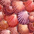 Seashells seamless pattern. marine watercolor background. sea underwater life.