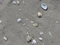 Seashells seashore