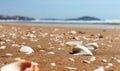 seashells on the seashore. relaxing on a tropical beach Royalty Free Stock Photo