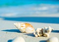 Seashells on the seashore Royalty Free Stock Photo