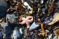 Seashells and seastar on the sand Royalty Free Stock Photo