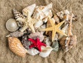 Seashells and seastar on the sand of a beach. Royalty Free Stock Photo