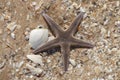 Marine life. Seashells and seastar on the sand of a beach Royalty Free Stock Photo