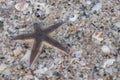 Marine life. Seashells and seastar on the sand of a beach Royalty Free Stock Photo