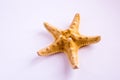 Seashells seastar on white background