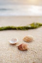 Seashells and seaweed on coastal sands, sandy beach seascape Royalty Free Stock Photo