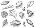 Seashells set or mollusca different forms. sea creature. engraved hand drawn in old sketch, vintage style. nautical or