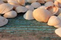 Seashells on the shabby blue painted wooden textured background. Close-up, top view, copy space. Royalty Free Stock Photo