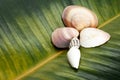 Seashells in the shape of a flower on the background of a ficus leaf
