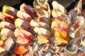 Seashells shark jaws clams Caribbean sea souvenirs