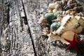 Seashells, shell, shellfish, starfish on wooden background close-up selective focus