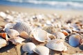 Seashells shells laying on sand sea beach tropical sanded seashore sandy seacoast blue waves backdrop beauty calm Royalty Free Stock Photo