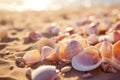 Seashells shells laying on white sand sea beach tropical sanded seashore sandy seacoast backdrop beauty calm tranquil