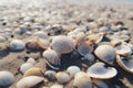 Seashells shells laying on white sand sea beach tropical sanded seashore sandy seacoast backdrop beauty calm tranquil