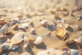 Seashells shells laying on white sand sea beach tropical sanded seashore sandy seacoast backdrop beauty calm tranquil Royalty Free Stock Photo