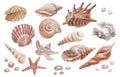 seashells shells marine nature water world wild nature Hand drawn watercolor illustration. Set isolated on white