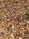 Seashells on a shelly beach in Derbent. Seashells background Royalty Free Stock Photo