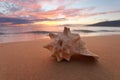 Seashells on the shore