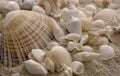 Seashells sitting in sand