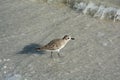 Seashells, Bird and Ocean on a Florida beach