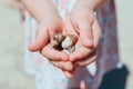 seashells. small child show in the hands of the seashells. Royalty Free Stock Photo