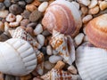 Seashells on small pebbles background. Macro