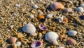 Seashells and small pebbles scattered on sandy beach. The shells Royalty Free Stock Photo