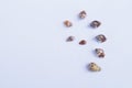 Seashells 8 Royalty Free Stock Photo