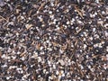 Seashells and small wooden pieces washed out on the beach Royalty Free Stock Photo