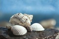 Seashells and snails on the rock Royalty Free Stock Photo