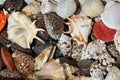 Seashells sold as ornamental objects in a coastal resort market stool, tropical conch, snails, shark eyes and scallops