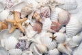 Seashells & Starfish Royalty Free Stock Photo