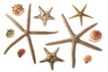 Seashells and starfish