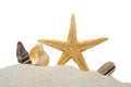 Seashells and starfish Royalty Free Stock Photo
