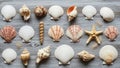Of seashells and a starfish Asteroidea arranged in a neat pattern on Royalty Free Stock Photo
