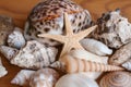 Seashells and starfish background. Many different seashells piled together. Ocean life.