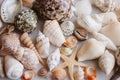 Seashells and starfish background. Many different seashells piled together. Ocean life.