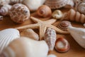 Seashells and starfish background. Many different seashells piled together. Ocean life.