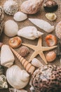 Seashells and starfish background. Many different seashells piled together