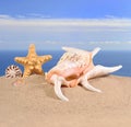 Seashells and starfish in a beach sand Royalty Free Stock Photo