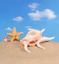 Seashells and starfish in a beach sand Royalty Free Stock Photo