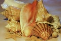 Seashells & Starfish Cluster Royalty Free Stock Photo