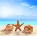 Seashells and starfish on the sandy beach